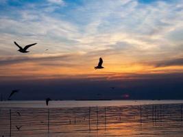 Vogelschwarm fliegt über der Meeresoberfläche. Vogel fliegt zurück zum Nest im natürlichen Meer und im goldenen Himmelshintergrund während des schönen Sonnenuntergangs. foto