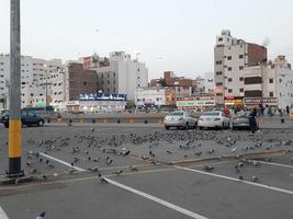 medina, saudi-arabien, dezember 2022 - ein taubenschwarm auf der straße vor der bilal-moschee ist damit beschäftigt, getreide zu essen. foto