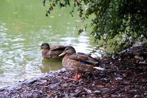 reise nach wien, österreich. die ente auf dem gras in der nähe eines sees in einem park. foto