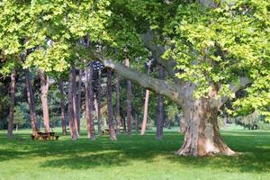 reise nach wien, österreich. der blick auf den park mit großen bäumen am sonnigen tag. foto
