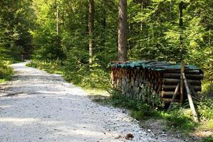 reise nach sankt-wolfgang, österreich. die straße mit dem brennholz im grünen wald foto