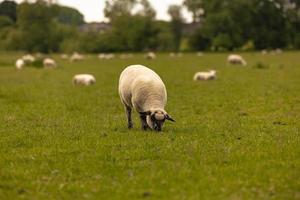 Schafe auf dem Lande in der alten ländlichen Stadt Lacock, England. foto