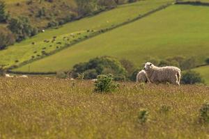Schafe in den Feldern von Cornwall, England.