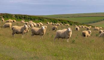 Schafe in den Feldern von Cornwall, England.