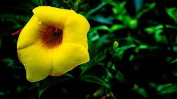 eine schöne gelbe Allamanda-Cathartica-Blume foto