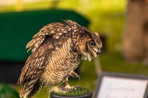 Eulenvogel auf einem mittelalterlichen Jahrmarkt in der epischen mittelalterlichen Burg von Arundel, England. foto