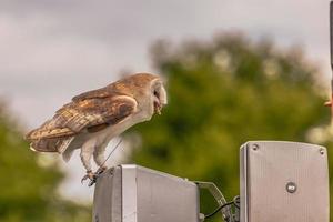 Eulenvogel auf einem mittelalterlichen Jahrmarkt in der epischen mittelalterlichen Burg von Arundel, England. foto