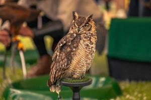 Eulenvogel auf einem mittelalterlichen Jahrmarkt in der epischen mittelalterlichen Burg von Arundel, England. foto