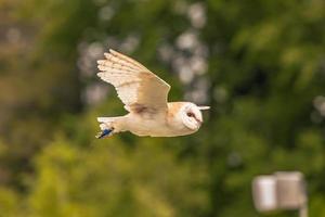 Eulenvogel auf einem mittelalterlichen Jahrmarkt in der epischen mittelalterlichen Burg von Arundel, England. foto