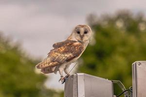 Eulenvogel auf einem mittelalterlichen Jahrmarkt in der epischen mittelalterlichen Burg von Arundel, England. foto