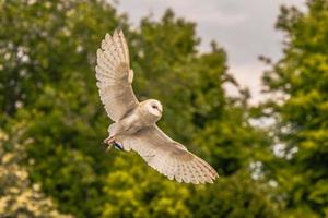 Eulenvogel auf einem mittelalterlichen Jahrmarkt in der epischen mittelalterlichen Burg von Arundel, England. foto