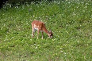 Europäisches Damwild foto