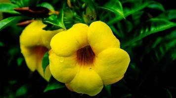 eine schöne gelbe Allamanda-Cathartica-Blume foto