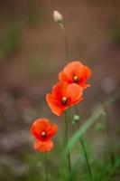 rote Mohnblumen auf grünem Hintergrund foto