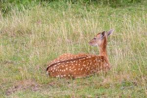 Europäisches Damwild foto