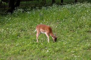 Europäisches Damwild foto