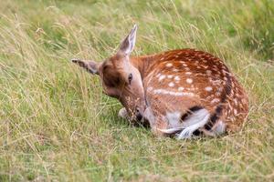 Europäisches Damwild foto