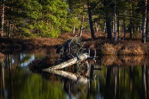 Sumpfsee im Frühling foto