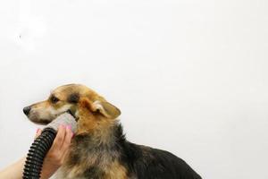 Pet Professional Master Groomer Föhn Corgi Welsh Pembroke Dog nach dem Waschen im Pflegesalon. weibliche hände mit fön, die pelz mit einem gebläse getrocknet bekommen. Tierfrisur-Konzept. Nahansicht. foto