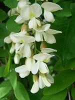 Akazienzweig Robinia pseudoacacia blüht reichlich mit weißen Blüten. falsche Akazie. foto