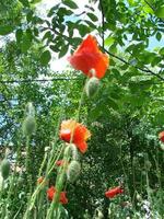 rote Mohnblumen mit einer Biene und Weizenfeldern im Hintergrund. Gewöhnlicher Mohn Papaver Rhoeas foto