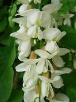 Akazienzweig Robinia pseudoacacia blüht reichlich mit weißen Blüten. falsche Akazie. foto