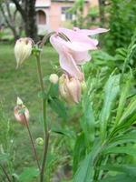 Aquilegia formosa, purpurrote Akelei, westliche Akelei oder rote Akelei. Akelei im grünen Garten foto