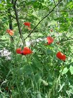 rote Mohnblumen mit einer Biene und Weizenfeldern im Hintergrund. Gewöhnlicher Mohn Papaver Rhoeas foto