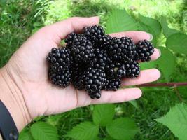 Frauenhände, die reife Brombeeren pflücken, schießen mit einer Schüssel voller Beeren. Brombeere - Zweige frischer Beeren im Garten. Erntekonzept. foto