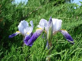 Schwertlilie germanica. Nahaufnahme der Blume Bartiris im Garten. eine pflanze mit beeindruckenden blumen, gartendekoration. foto