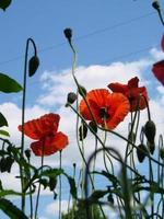 rote Mohnblumen mit einer Biene und Weizenfeldern im Hintergrund. Gewöhnlicher Mohn Papaver Rhoeas foto