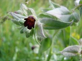 pulmon ria Lungenkraut Blumen auf grünem Hintergrund foto