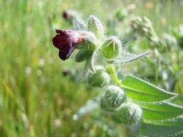 pulmon ria Lungenkraut Blumen auf grünem Hintergrund foto