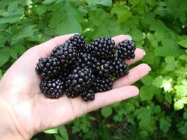 Frauenhände, die reife Brombeeren pflücken, schießen mit einer Schüssel voller Beeren. Brombeere - Zweige frischer Beeren im Garten. Erntekonzept. foto