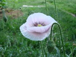 rote Mohnblumen mit einer Biene und Weizenfeldern im Hintergrund. Gewöhnlicher Mohn Papaver Rhoeas foto