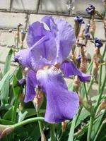 Schwertlilie germanica. Nahaufnahme der Blume Bartiris im Garten. eine pflanze mit beeindruckenden blumen, gartendekoration. foto