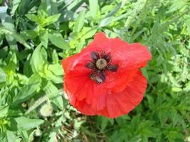 rote Mohnblumen mit einer Biene und Weizenfeldern im Hintergrund. Gewöhnlicher Mohn Papaver Rhoeas foto