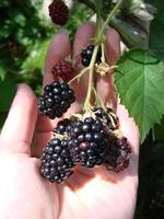 Frauenhände, die reife Brombeeren pflücken, schießen mit einer Schüssel voller Beeren. Brombeere - Zweige frischer Beeren im Garten. Erntekonzept. foto