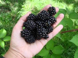 Frauenhände, die reife Brombeeren pflücken, schießen mit einer Schüssel voller Beeren. Brombeere - Zweige frischer Beeren im Garten. Erntekonzept. foto