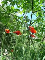 rote Mohnblumen mit einer Biene und Weizenfeldern im Hintergrund. Gewöhnlicher Mohn Papaver Rhoeas foto