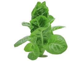 Bio-Salat auf weißem Hintergrund foto