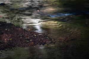 kleiner Waldfluss im Sommer mit grünem Hintergrund foto