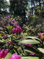 Rhododendronfotografie, schöne Naturblume, Pflanzenfoto, JPG-Datei foto