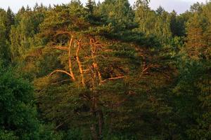 Nadelwälder in der Abendsonne foto