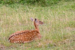 Europäisches Damwild foto