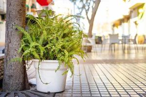 Topf mit grünen Farnen auf dem Hintergrund eines Straßencafés foto