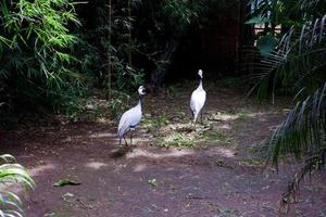 Selektiver Fokus japanischer Störche Grus, die in ihren Käfigen fressen. foto