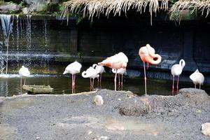 Die Flamingos, die auf den Felsen standen, putzten ihre Federn. foto