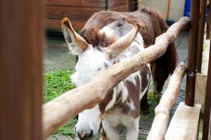 ein Pony, das morgens in seinem Stall Gras frisst. foto