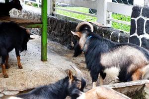 Selektiver Fokus von Garut-Schafen, die in ihren Pferchen stehen. foto